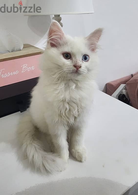 Turkish Angora 4 month kitten 10