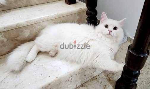 Turkish angora male