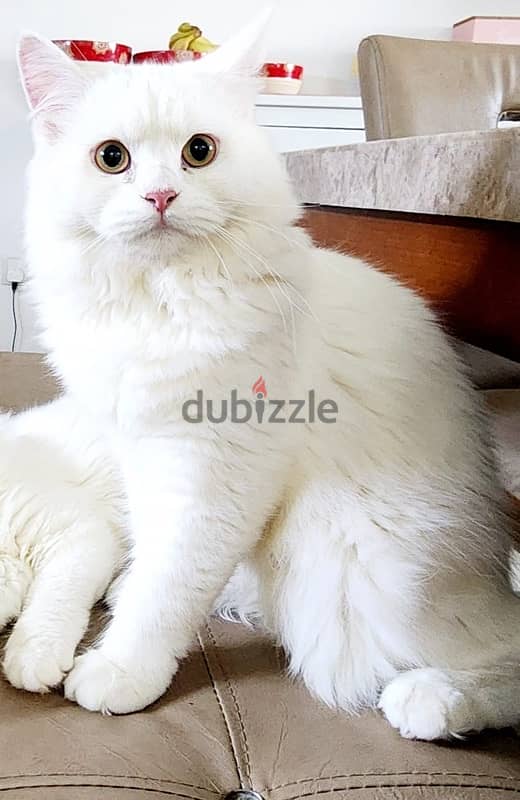 Turkish angora male 1