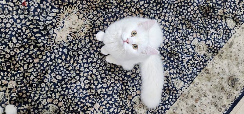 Turkish angora male 2