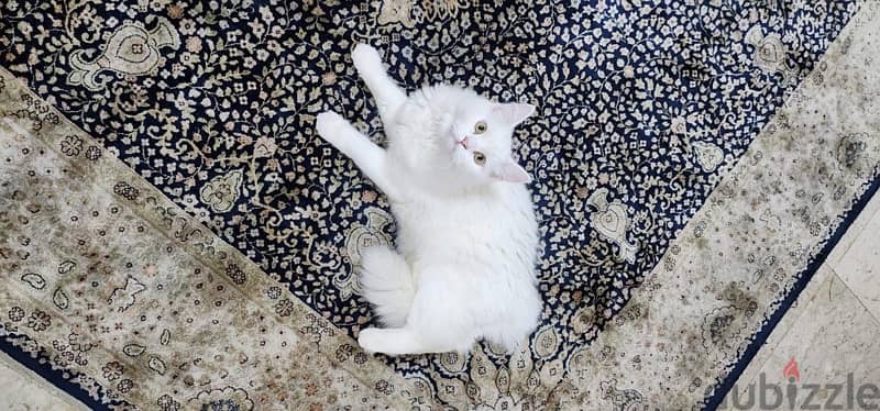 Turkish angora male 3