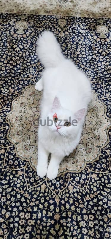 Turkish angora male 4