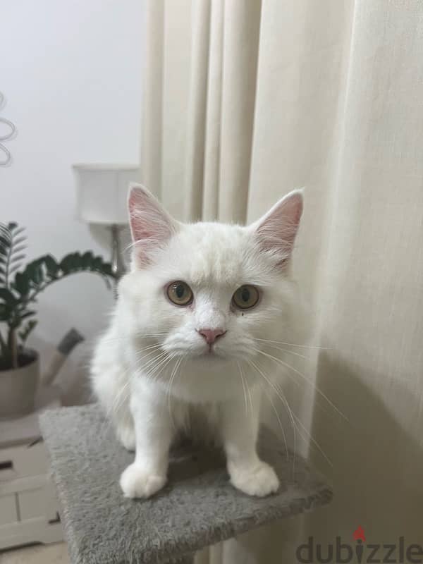 Turkish angora male 5