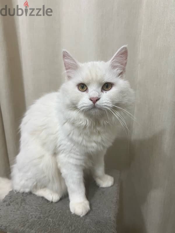 Turkish angora male 6