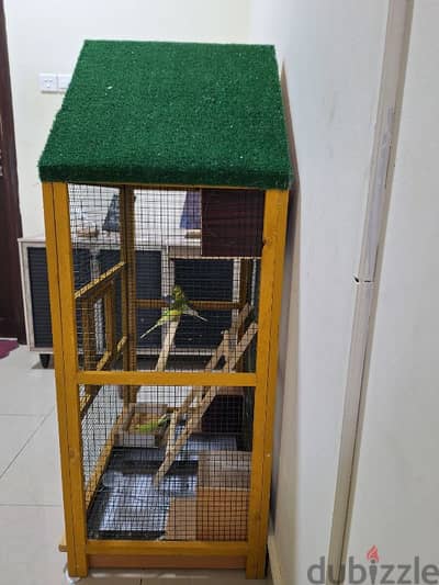 budgies parrots 4 numbers with big cage with parrots