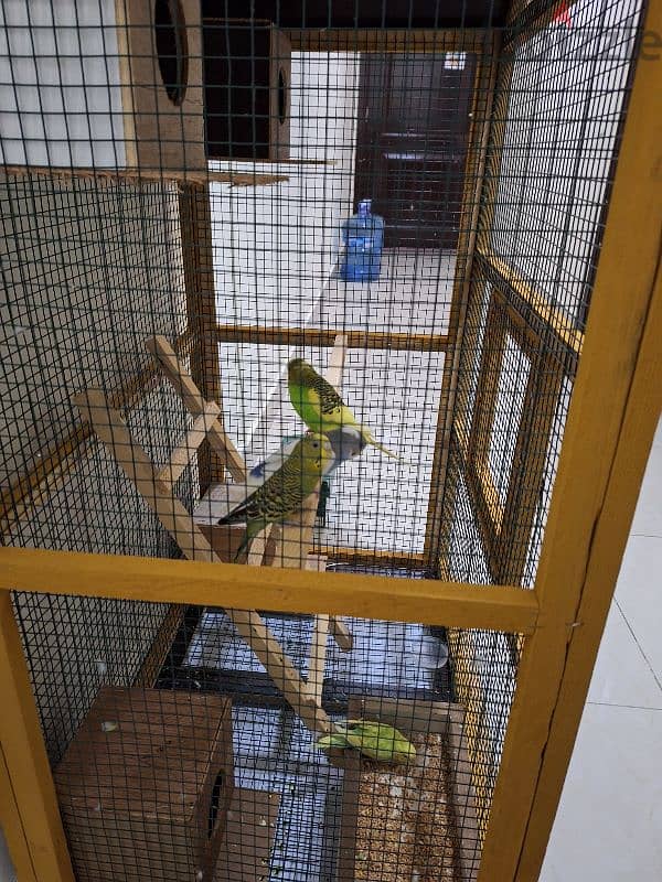 budgies parrots 4 numbers with big cage with parrots 1