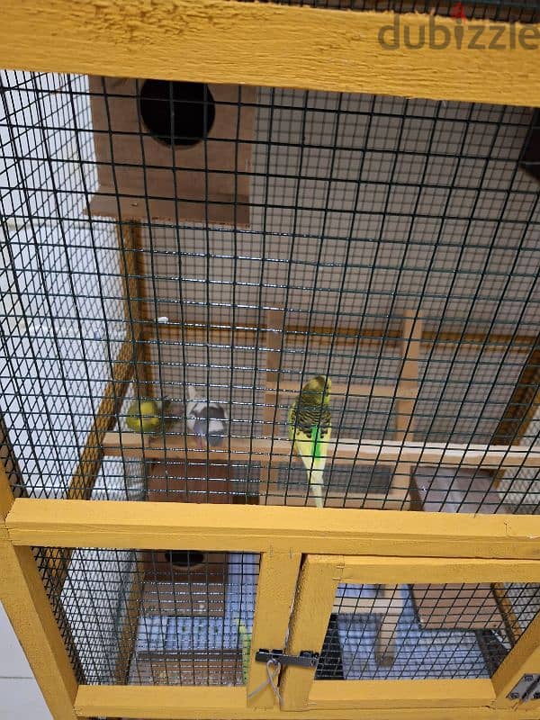 budgies parrots 4 numbers with big cage with parrots 2