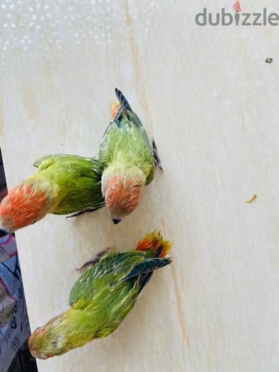 Opaline Lovebirds