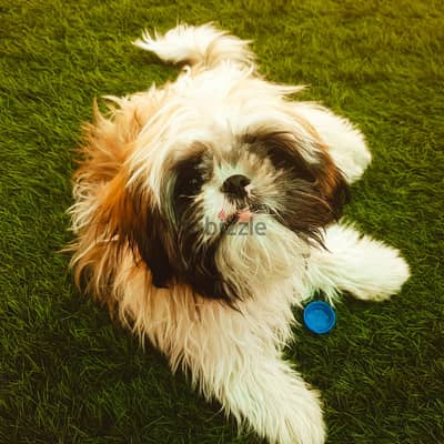 Shihtzu dog