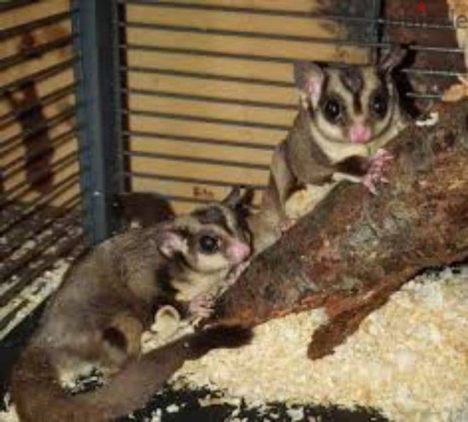 Sugar glider for sale 0