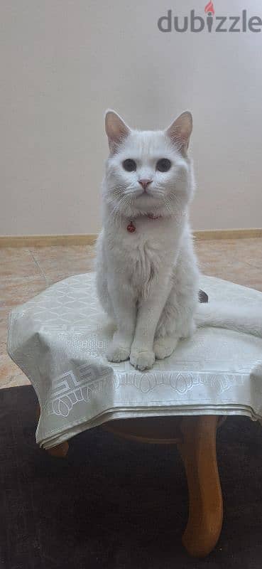 "FREE ADOPTION" Turkish Male cat,  10 month old