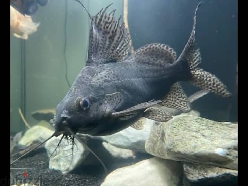 Featherfin Catfish Large size 0