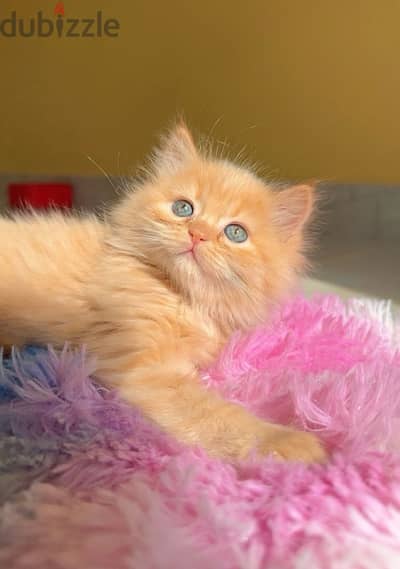 Persian Kitten 1.5 month old