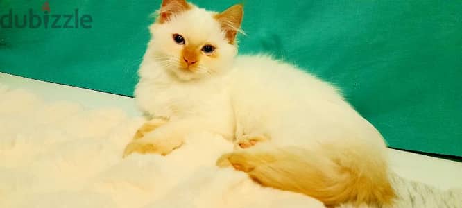 Persian Kitten 00968-97426245