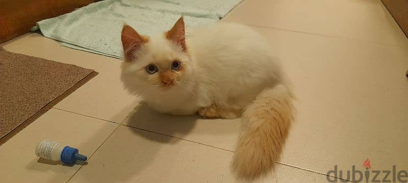 Persian Kitten 00968-97426245 4