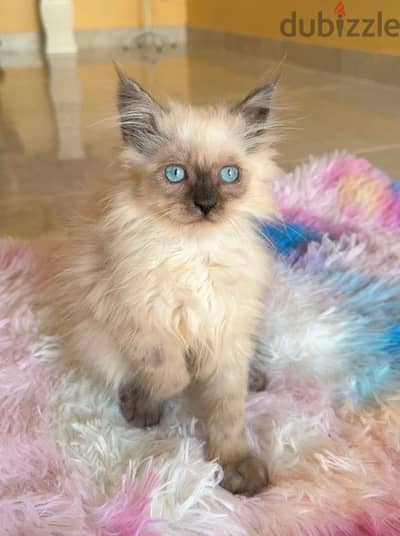 Himalayan Kitten 3 month old