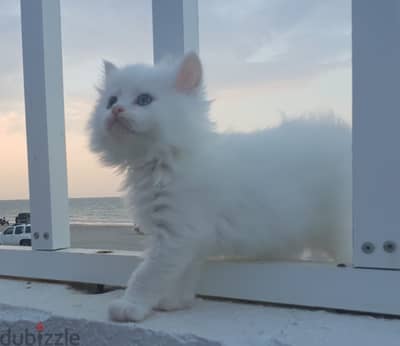 Adorable Turkish Angora Kittens Looking for Loving Homes!