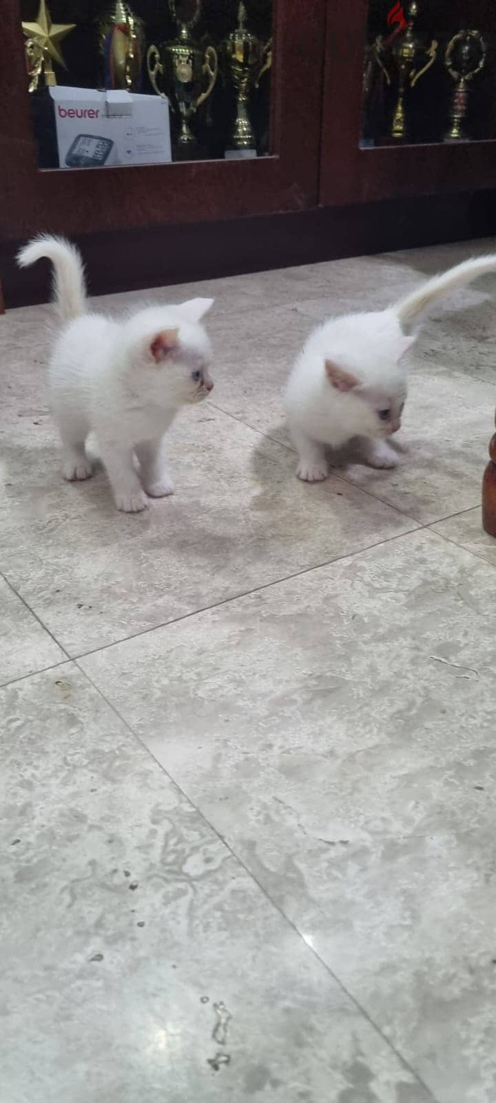 Adorable Turkish Angora Kittens Looking for Loving Homes! 1