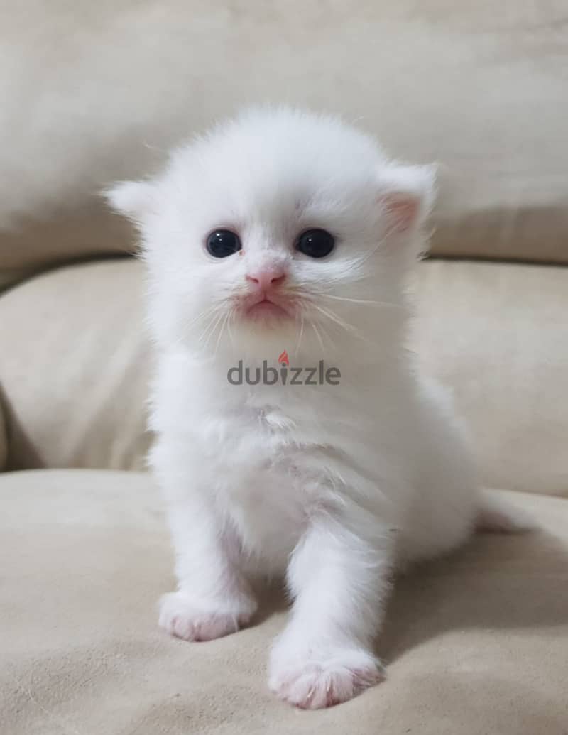 Adorable Turkish Angora Kittens Looking for Loving Homes! 2