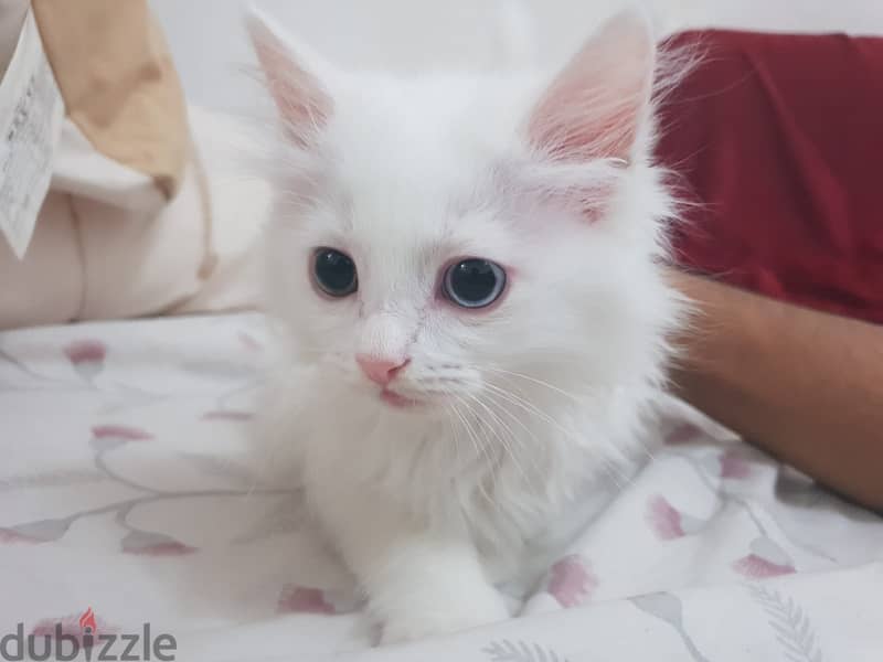 Adorable Turkish Angora Kittens Looking for Loving Homes! 3