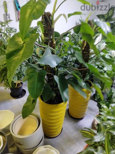 plants for sale