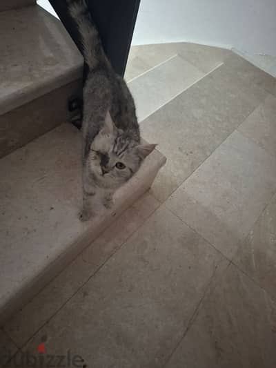 lost kitten /قطه ضايعه يتواصل معي صاحبها او اي شخص حاب يتبنى