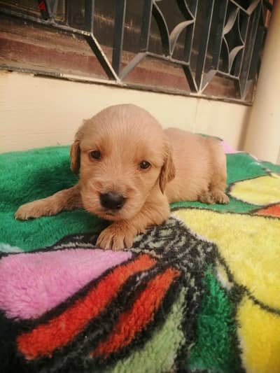 Golden retriever puppies