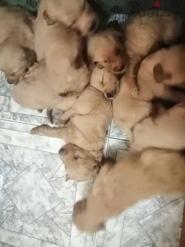 Golden retriever puppies 2