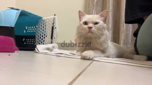 Turkish angora, 7-8 months