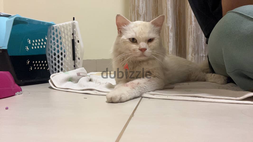 Turkish angora, 7-8 months 1