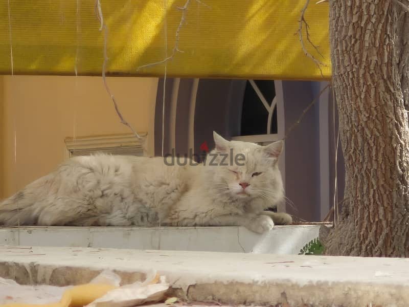 Turkish angora, 7-8 months 2