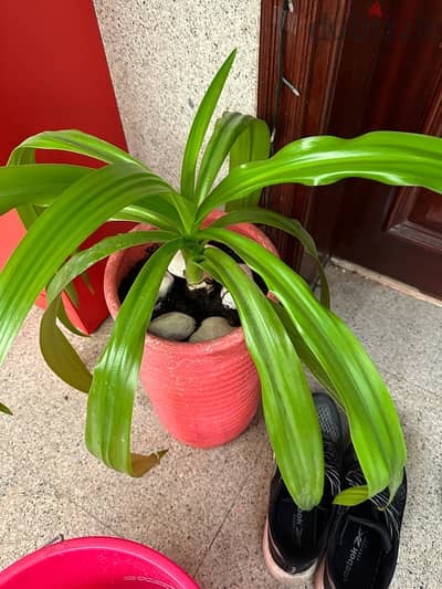 Beautiful Indoor Plant in Pink Pot