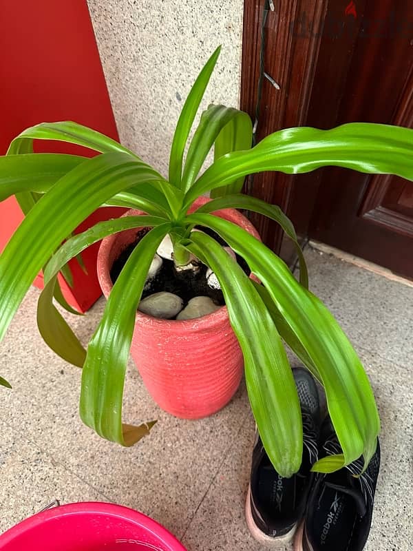 Beautiful Indoor Plant in Pink Pot 0