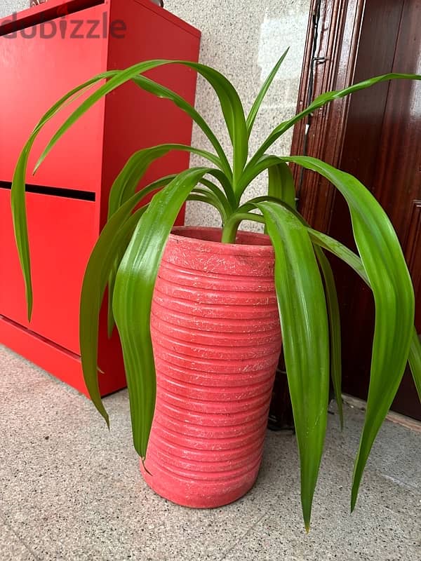 Beautiful Indoor Plant in Pink Pot 1