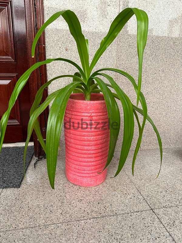 Beautiful Indoor Plant in Pink Pot 2