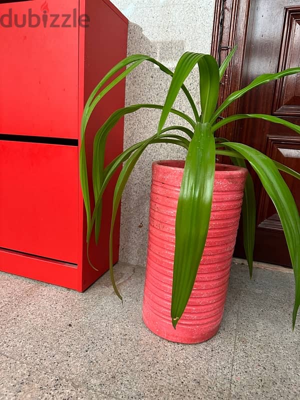 Beautiful Indoor Plant in Pink Pot 3