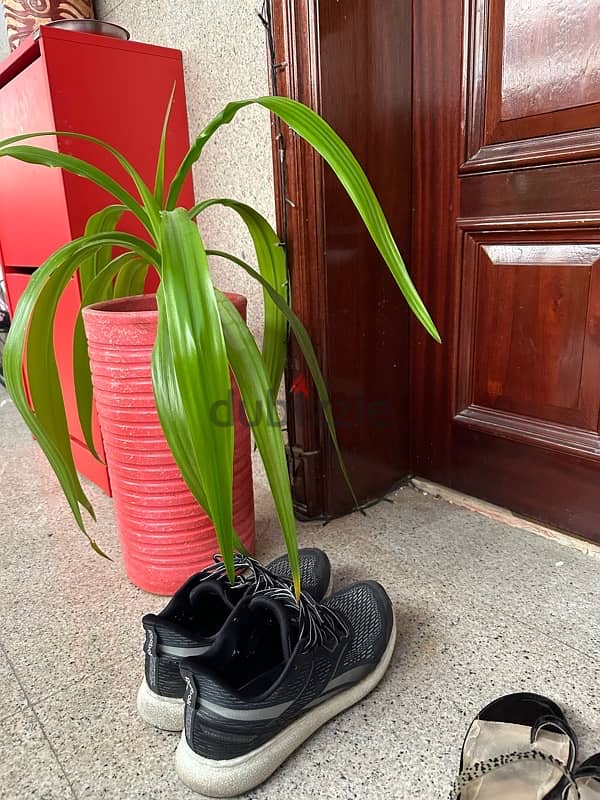 Beautiful Indoor Plant in Pink Pot 4