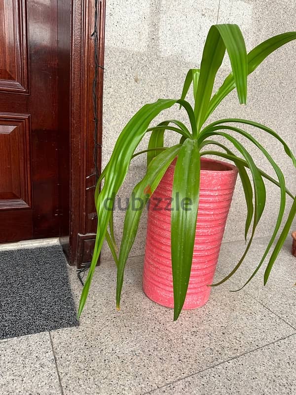 Beautiful Indoor Plant in Pink Pot 5