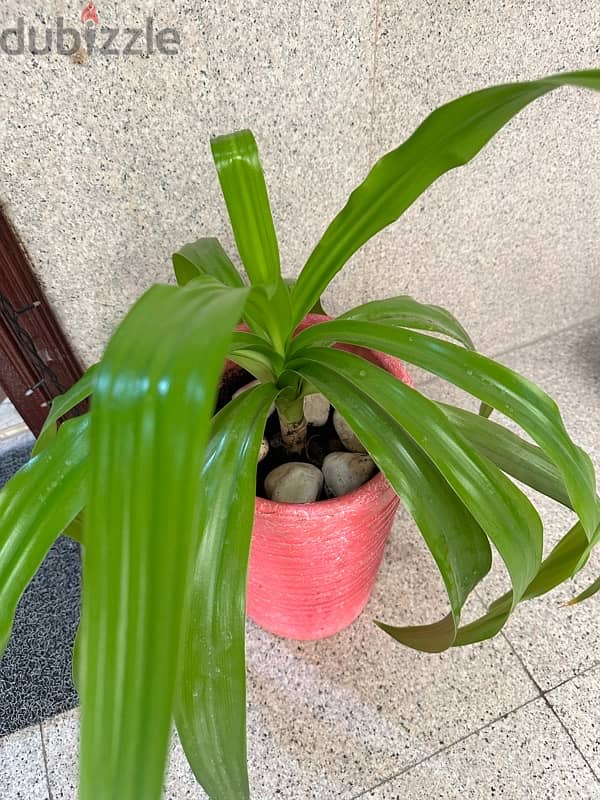 Beautiful Indoor Plant in Pink Pot 6