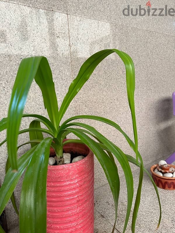 Beautiful Indoor Plant in Pink Pot 7