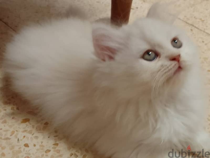 2 female parsian kittens 2.5 months for sale OMR 60/- each 1