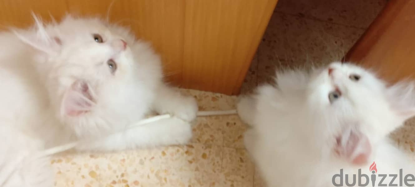 2 female parsian kittens 2.5 months for sale OMR 60/- each 4