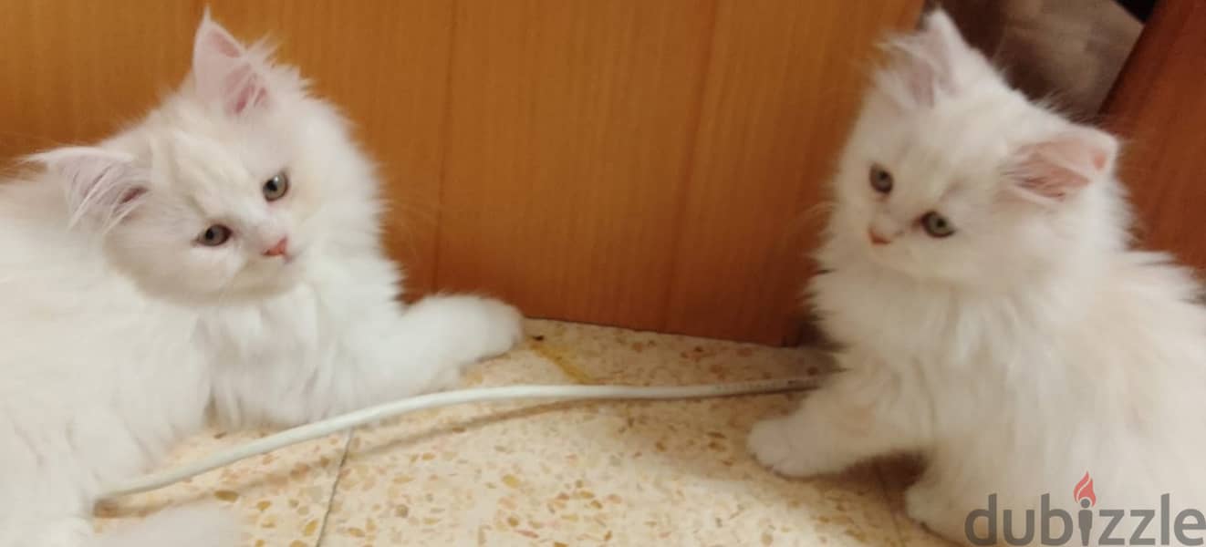 2 female parsian kittens 2.5 months for sale OMR 60/- each 6