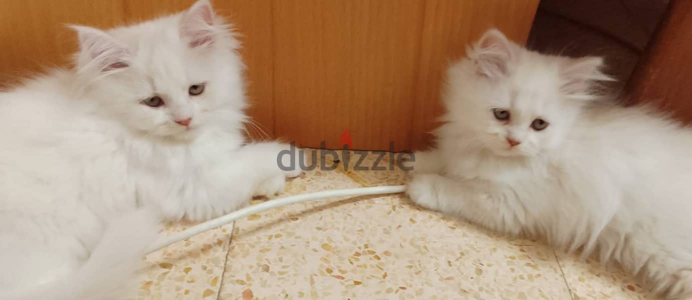 2 female parsian kittens 2.5 months for sale OMR 60/- each 7