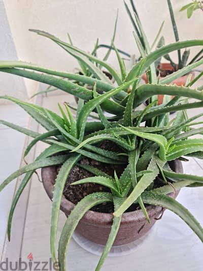 aloevera plant