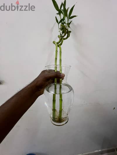 Indoor bamboo tree plant in transparent glass bottles