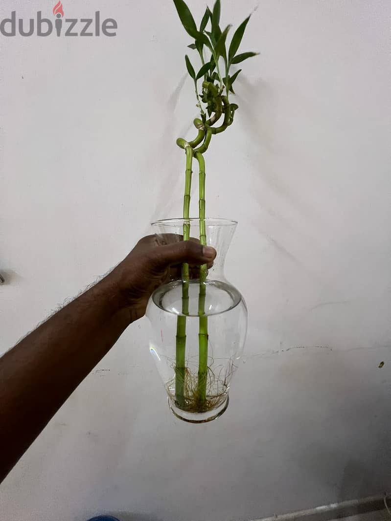 Indoor bamboo tree plant in transparent glass bottles 0