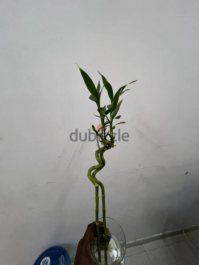 Indoor bamboo tree plant in transparent glass bottles 1