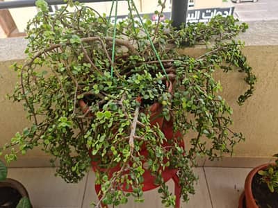 jade plant