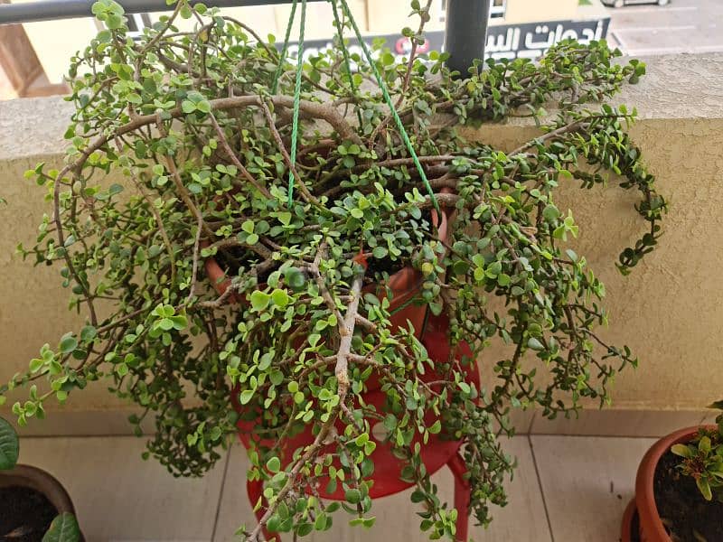 jade plant 0